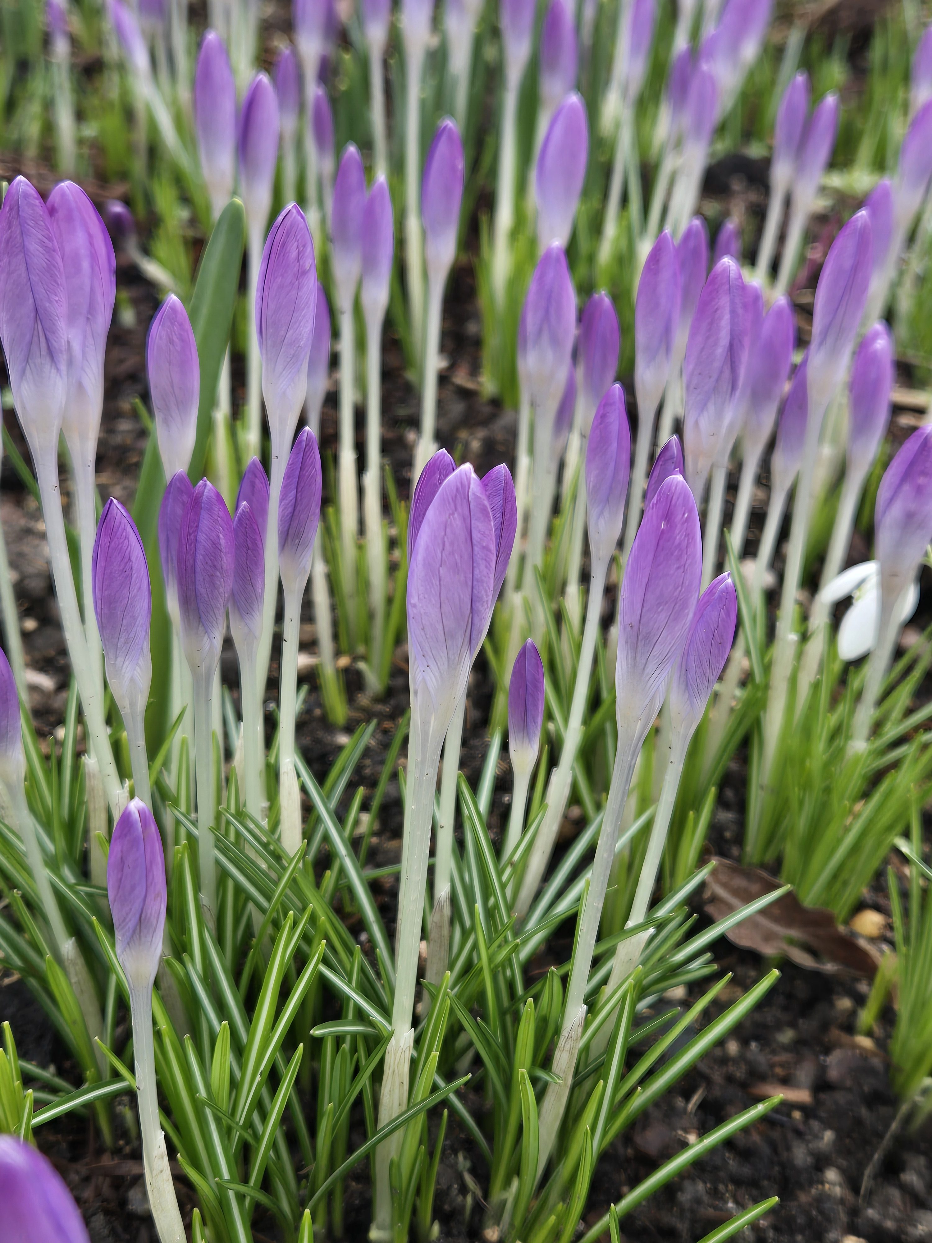 Wintering… emerging spring