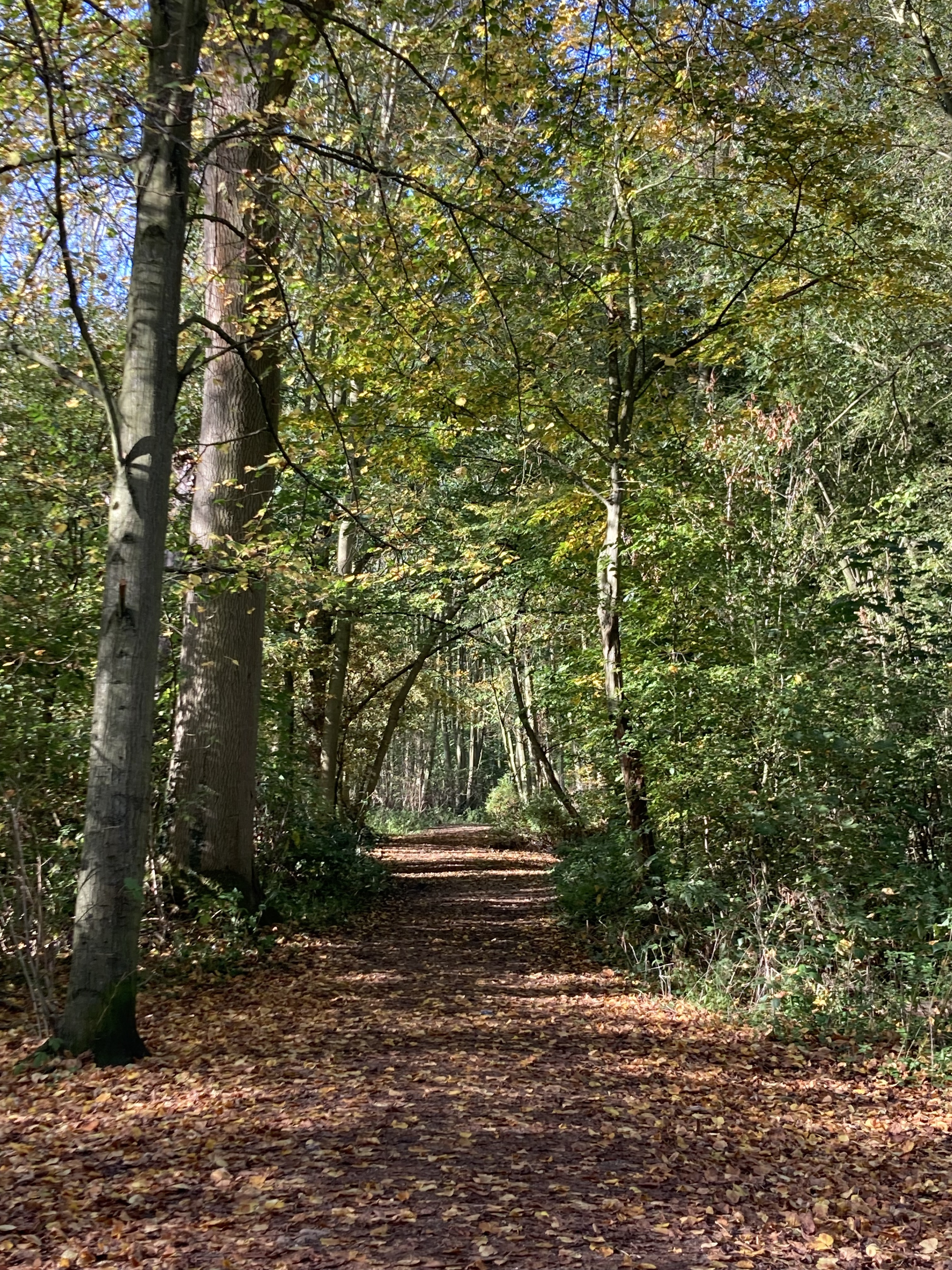 Autumn: A Season of Letting Go